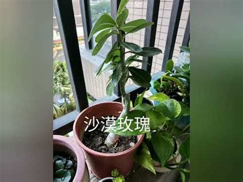 西曬植物推薦